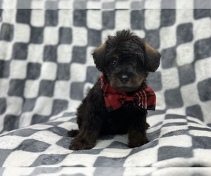 Schnoodle (Miniature) Puppy for sale in LAKELAND, FL, USA