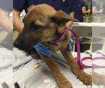 Small Australian Shepherd-German Shepherd Dog Mix