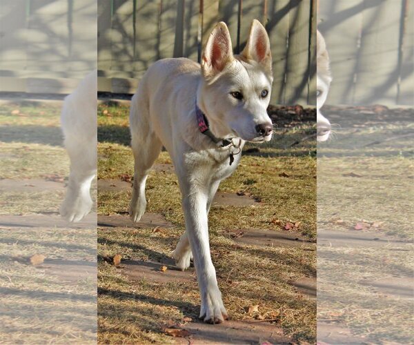 Medium Photo #2 Siberian Husky Puppy For Sale in Calgary, Alberta, Canada
