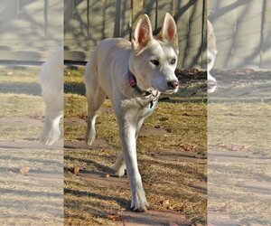 Willow - Female Siberian Husky Dog for Adoption - Photo #2