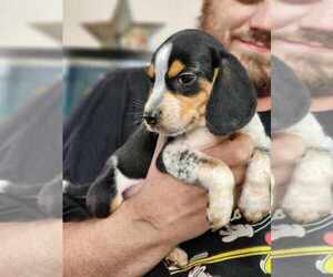 Beagle Puppy for Sale in VESTAL, New York USA