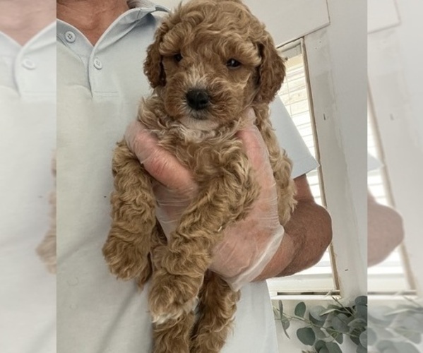 Medium Photo #10 Goldendoodle (Miniature) Puppy For Sale in NASHVILLE, TN, USA