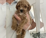 Small #9 Goldendoodle (Miniature)
