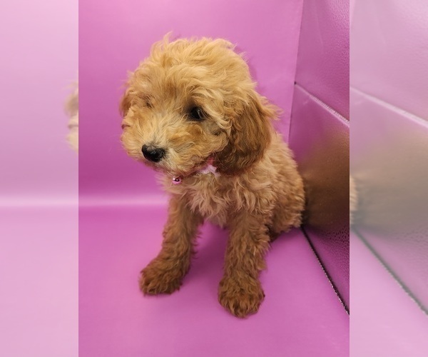 Medium Photo #5 Poodle (Miniature) Puppy For Sale in BLUE MOUND, TX, USA