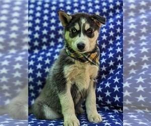 Siberian Husky Puppy for sale in QUARRYVILLE, PA, USA