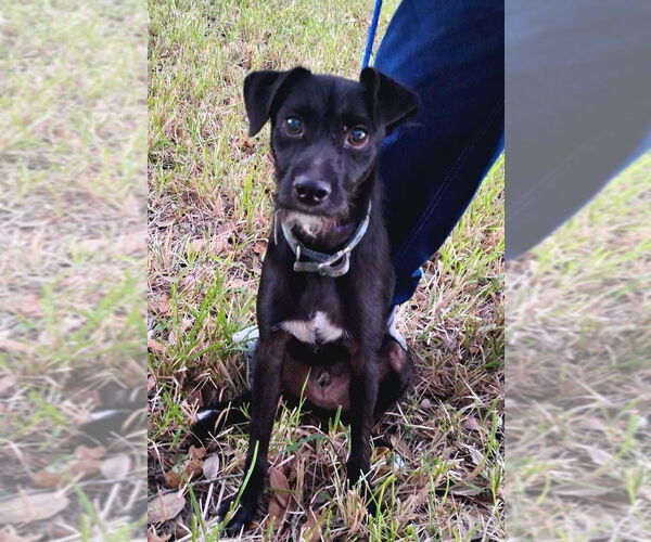 Medium Photo #1 Mutt Puppy For Sale in Missouri City, TX, USA