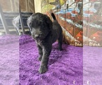 Small Photo #7 Labradoodle Puppy For Sale in CRAIG, NE, USA