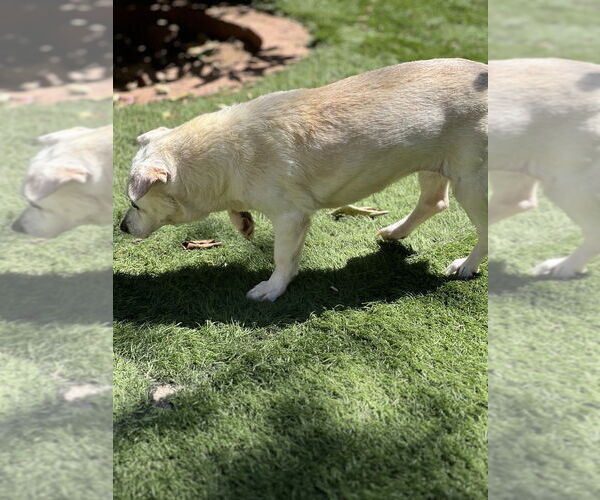Medium Photo #4 Pembroke Welsh Corgi-Unknown Mix Puppy For Sale in Dana Point, CA, USA