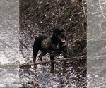Small Photo #1 Rottweiler Puppy For Sale in VONORE, TN, USA
