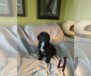Aussiedoodle Puppy for Sale in DOVER, Missouri USA