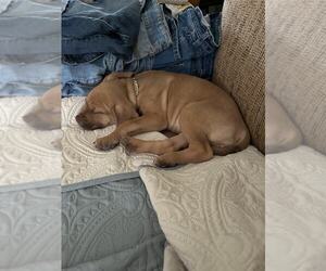 Labmaraner Dogs for adoption in Mechanicsburg, PA, USA