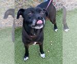 Small Labrador Retriever Mix