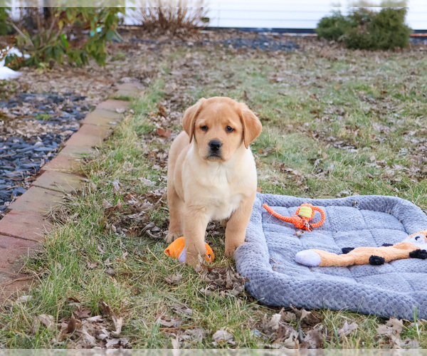 Medium Photo #1 Labrador Retriever Puppy For Sale in SYRACUSE, IN, USA