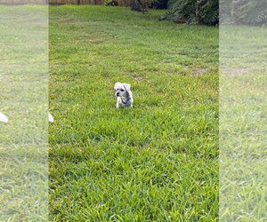 COURTESY POST: Beanie - Male Shih Tzu-Unknown Mix Dog for Adoption - Photo #4