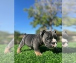 Small #3 English Bulldog