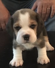 Beagle Puppy for sale in SAN LUIS OBISPO, CA, USA