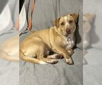 Small #1 Basset Hound-Labrador Retriever Mix