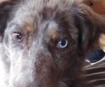 Small #5 Australian Shepherd