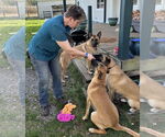 Small #16 German Shepherd Dog