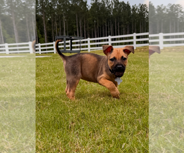 Medium Photo #4 Labrador Retriever-Unknown Mix Puppy For Sale in Holly Springs, NC, USA