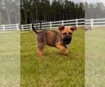 Small #3 Labrador Retriever Mix