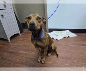 Mutt Dogs for adoption in Orlando, FL, USA