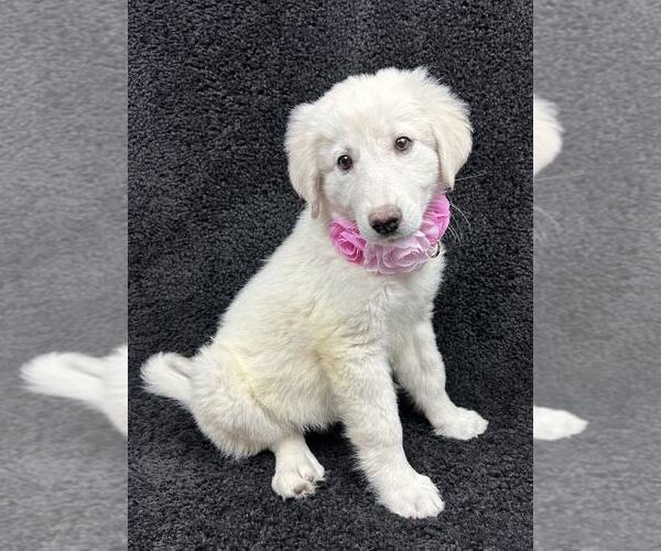 Medium Photo #1 Great Pyrenees-Unknown Mix Puppy For Sale in Grafton, WI, USA