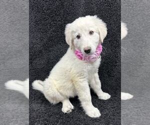 Great Pyrenees-Unknown Mix Dogs for adoption in Grafton, WI, USA