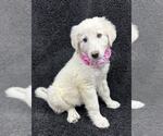 Small Great Pyrenees Mix