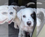 Small #1 Mutt