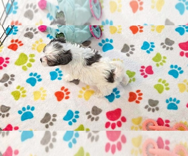 Medium Photo #5 Havapoo Puppy For Sale in ORO VALLEY, AZ, USA
