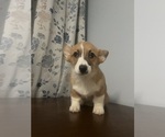 Small #24 Pembroke Welsh Corgi