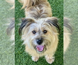 Tibetan Terrier-Wheaten Terrier Mix Dogs for adoption in Agoura Hills, CA, USA