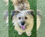 Small Tibetan Terrier-Wheaten Terrier Mix