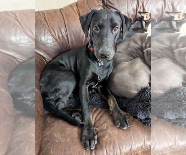 Medium Photo #2 Labrador Retriever-Unknown Mix Puppy For Sale in St. Louis Park, MN, USA