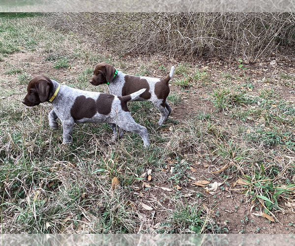 Medium Photo #1 German Shorthaired Pointer Puppy For Sale in DRIPPING SPRINGS, TX, USA