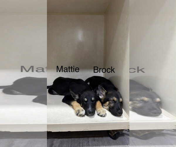 Medium Photo #1 Gerberian Shepsky Puppy For Sale in El Centro, CA, USA