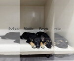 Brock - Male Gerberian Shepsky Dog for Adoption - Small photo