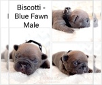 Image preview for Ad Listing. Nickname: Biscotti