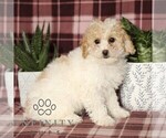 Small #1 Cavapoo