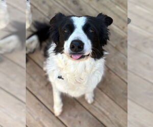 Border Collie Dogs for adoption in Milpitas, CA, USA