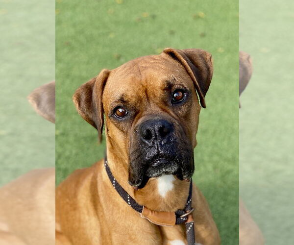 Medium Photo #1 Boxer Puppy For Sale in Austin, TX, USA