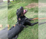 Small #1 Coonhound