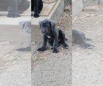 Small Photo #3 Cane Corso Puppy For Sale in OVERLAND, MO, USA