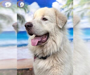 Drake - Male Great Pyrenees Dog for Adoption - Photo #8