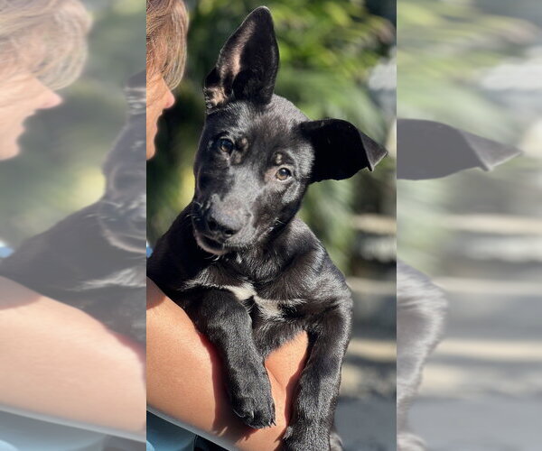 Medium Photo #12 Labrador Retriever-Unknown Mix Puppy For Sale in Dana Point, CA, USA