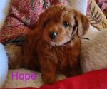 Small Photo #3 Cavachon-Poodle (Miniature) Mix Puppy For Sale in TUCSON, AZ, USA