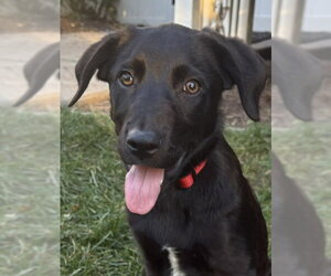 Dukke - Male Mutt Dog for Adoption - Photo #8