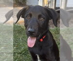 Small Photo #8 Mutt Puppy For Sale in Sandy, UT, USA