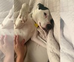 Small #3 Boxerhoula